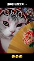 猫咪扮演花旦，还有模有样的，猫咪太可爱了！