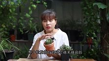 夏季，多肉明明很健康，为何没多久就挂了