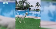 清新脱俗沈腾三亚遛完羊驼遛乌龟，还扬言准备羊肉串摊
