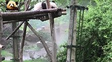 蜷缩在雨中的熊猫圆梦：奶妈怎么还不来接我？