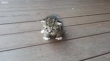 无助的小流浪猫 喵喵叫个不停的找妈妈