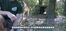 黑豹猛的一下扑向女子，画面和谐，网友：不就是只大黑猫嘛