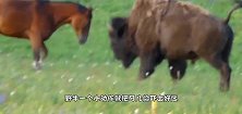 强壮野牛遇上吃草的野马，突然开始奔跑，吓坏野马
