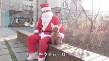 主人去超市不带贵宾犬，狗子不乐意了，结局笑翻了