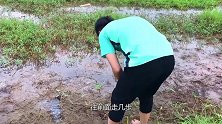 小伙稻田看到泥洞，用西瓜钓上好多鱼，真厉害