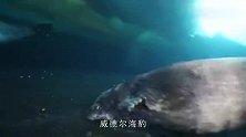 海豹躺冰上挠痒痒，那憨态可掬的模样可真可爱，镜头记录全过程
