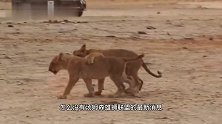 汤姆森雄狮联盟：被敌对雄狮击败，但幼崽在母狮养育下，艰难长大