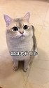 究竟发生了什么事，我家猫竟然把小仓鼠给……猫 萌宠 剧情 剧情反转