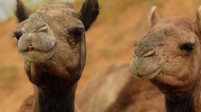 沙特举办骆驼选美大赛 40名选手因整容取消资格