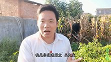 南方玉米熟了，但天年干旱，看看今年收成怎样？