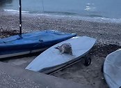 英国一只海豹因对人过于友好被送动物康复中心，以训练恢复野性