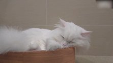躺在小窝里的猫咪，这懒洋洋的样子，真是可爱！
