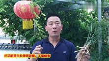 兰花新芽与新根的关系，养了几年兰花的人，没亲眼见过也不会明白