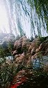 芦花像一片灿烂的微笑，将野地的清苦和宁静浓缩成永恒的沉默。