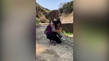 日本猴子踩在女游客脑袋上蹦跶，游客动也不敢动