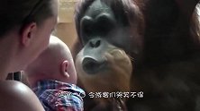 大猩猩缠着饲养员要抱抱，却被一巴掌拍头上，下一秒大家憋住别笑