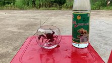 将小龙虾放进52度的白酒里，龙虾会挂吗？