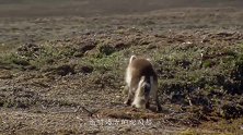 雪雁妈妈前脚刚走，后脚一只北极狐登门拜访，掳走雪雁宝宝！