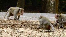 猴王骚扰母猴引起众怒，母猴一起反击，公猴也怂了！