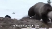 连野猪都能捕杀的猎狗，却拿袋鼠没有办法，只因有个猪队友