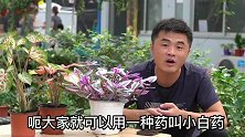 水大了怎么办？跳虫怎么处理？老花医相声养花问答：第一期。