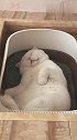 猫：别吵，好不容易找了一个安静的地方睡觉呢！