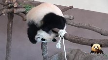 熊猫宝宝彩浜被卡头，努力挣脱：奶爸奶妈，还不快来救驾？！