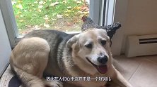 为什么都喜欢说“鸡犬不宁”？它们之间有什么恩怨？看完笑掉大牙