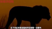 饥饿的狮群攻击年迈的河马，河马却也不反抗，监控还原全过程！