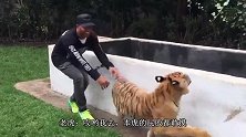 都说老虎屁股摸不得，殊不知马屁股更摸不得，看看老外就知道了