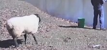 胆子最小的羊，拍拍手掌就会吓得四肢僵硬，不知道怎么活到现在的