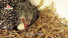 芦花鸡孵出鸭宝宝后：这孩子，咋感觉和我不像