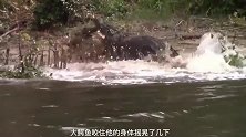 冷血鳄鱼，生吞疣猪 ，连自己的同类都不放过