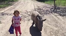 小女孩回家路上偶遇小犀牛，立马成为好朋友结伴同行，太可爱了