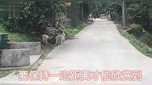 宠物篇：两狗误入别家领地，青狗王下山迎战，最后主人也拉不住了