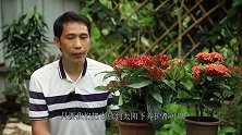 这种花养护简单，花期一到给口肥，开花888朵数不完