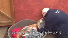笨拙小狐狸的头被卡轮毂里，主人立刻救助，这是太感人了