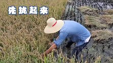 【大理乡村生活】：第一次下地学习割水稻，再用打谷机一粒粒打下稻米！原生态乡村生活 乡野田间