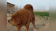 锋利的獠牙，威猛的吼声，这只大黄獒的气势真的是太不可一世了！