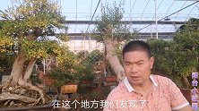 花卉市场的石榴老桩结了红红的大石榴，真漂亮！