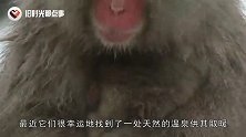 日本雪猴泡温泉，“销魂浴照”惹人爱，网友：有点辣眼睛