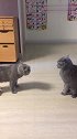 猫：这是我的家，你给我出去！