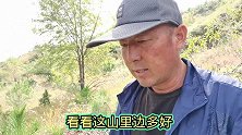 张家口野外山沟中，捡到漂亮的石头，遇到两块黄蜡石一块彩石