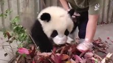 奶妈准备为园区清理打扫，熊猫宝宝看到后，这下可不得了了