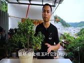 学会这2招，金枝玉叶的叶片，比拇指还要大
