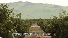 欲给中国“添堵”，澳方农民却先撑不住了：没有中国，我们怎么办