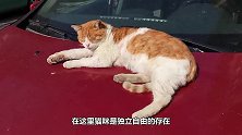一座被猫咪统治的城市，人人都是铲屎官，随处都能撸猫