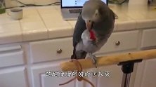 游客丢给猴子一个朝天椒，猴子咬一口后当场发飙，镜头记录全过程