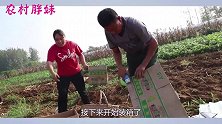 胖妹雇10个工人来地里打包，一天二百还管饭，大洋都没这待遇