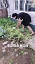 神奇！女子砖头缝连种10年瓜果蔬菜，长势喜人，走红网络